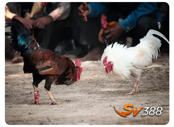 sv888 2 chicken fighting